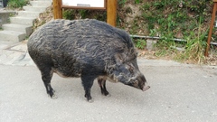 Sus scrofa moupinensis