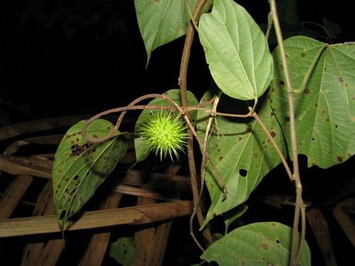 Byttneria catalpifolia observed 2008-02-04