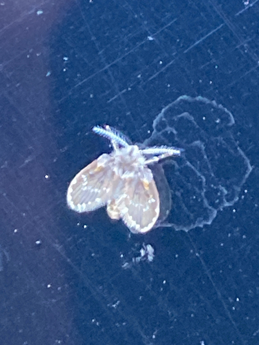 Unknown species found near Parkside Dr, Farragut, TN, US