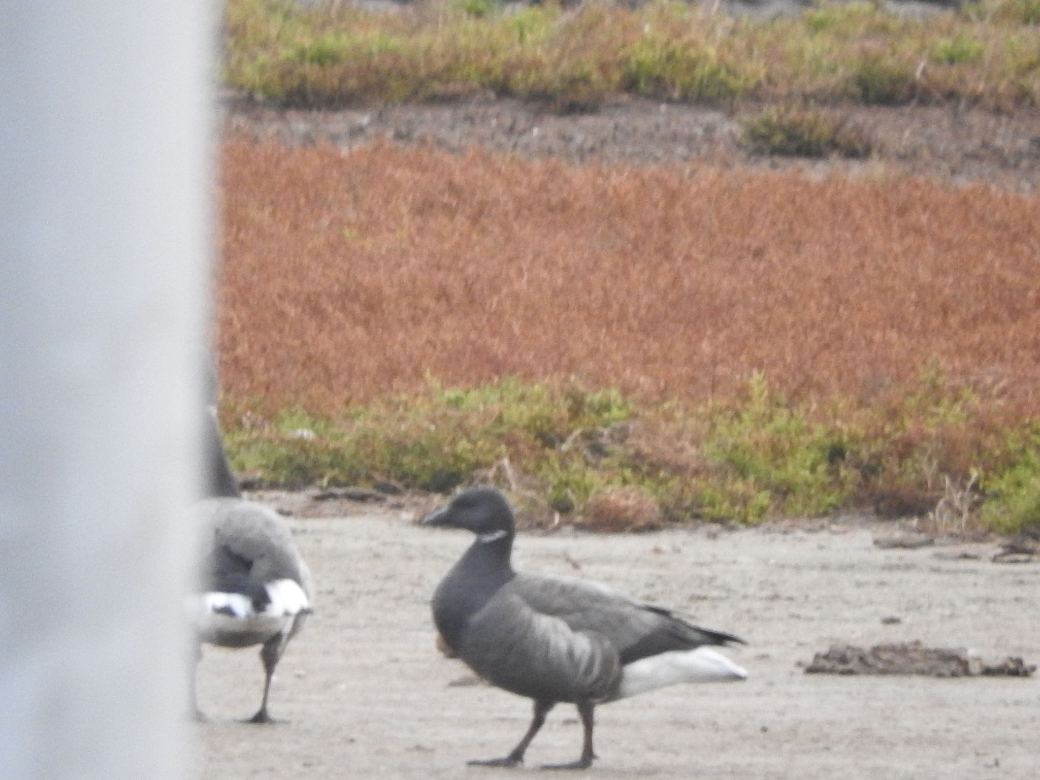 Brant Goose