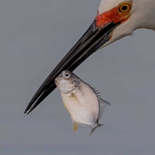Florida pompano (Trachinotus carolinus) — Carangidae — 4