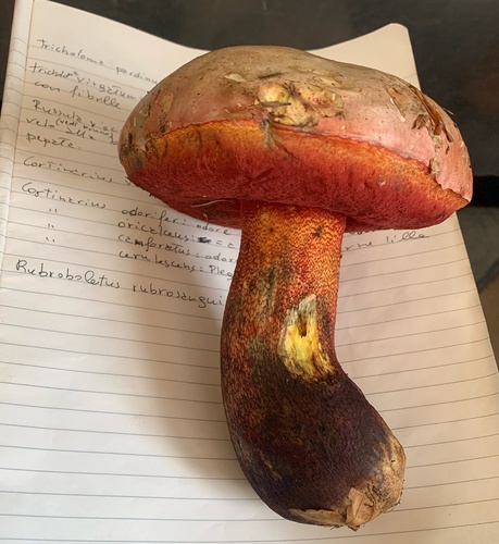 Rubroboletus rubrosanguineus — (c) Manuela Fiorini, some rights reserved (CC BY)