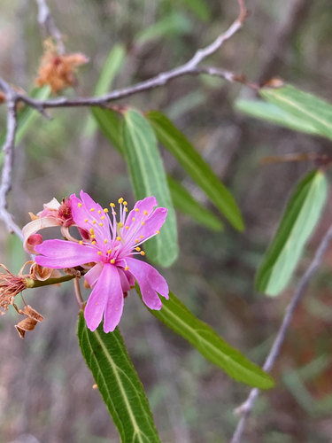 Grewia grevei