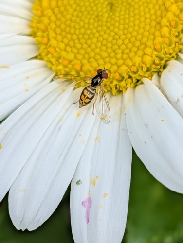 Unknown species found near South Windsor, CT, USA