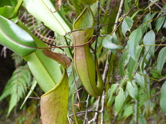 Nepenthes sanguinea