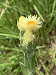 Helichrysum mixtum mixtum