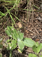 Helichrysum mixtum mixtum