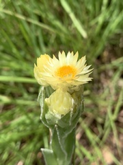 Helichrysum mixtum mixtum