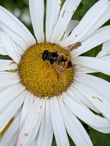 Unknown species found near South Windsor, CT, USA