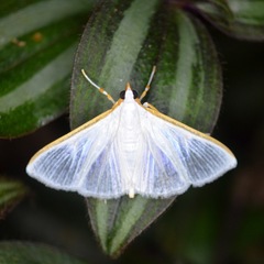 Diaphania costata