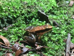 Allobates sumtuosus