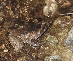 Megophrys montana
