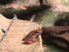 Anomaloglossus stepheni
