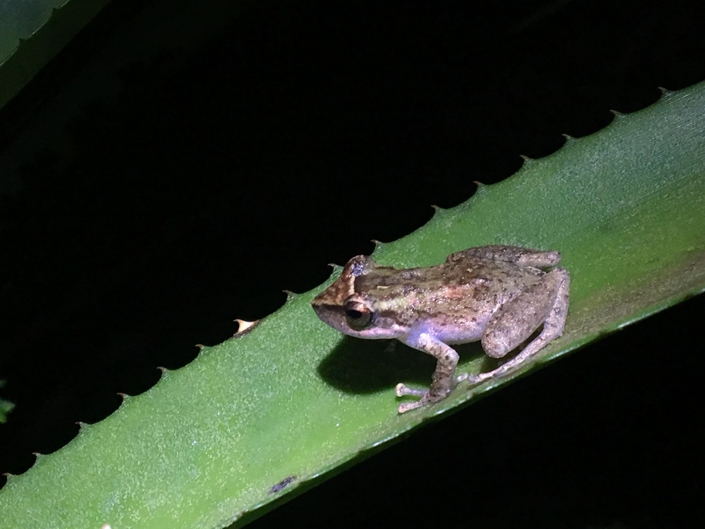 Zimmerman's Robber Frog