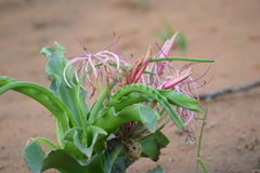 Crinum buphanoides