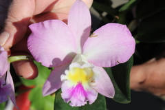 Cattleya jenmanii