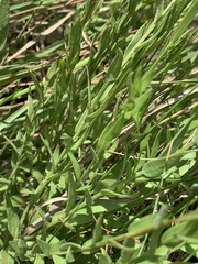 Inezia integrifolia