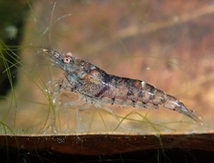 Caridina serrata