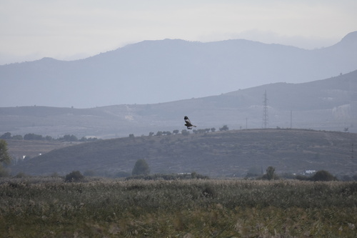 Avistamiento Aguilucho lagunero occidental