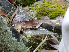 Orthotrichum euryphyllum