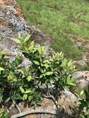 Pterocelastrus echinatus