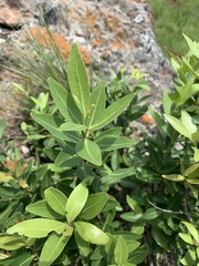 Pterocelastrus echinatus