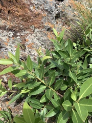 Pterocelastrus echinatus