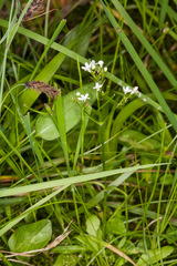 Valeriana saxatilis