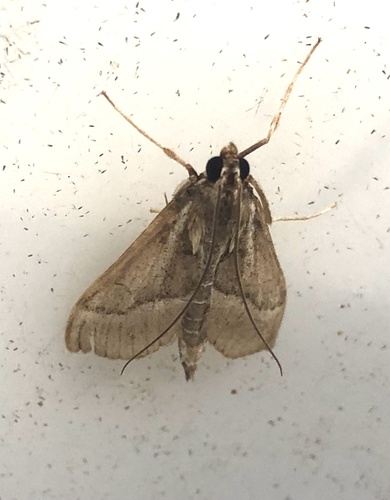 Omiodes continuatalis observed 2025-10-15