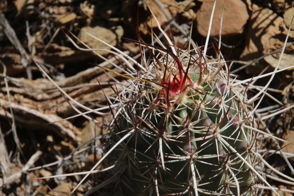 Echinocereus ferreiranus