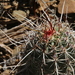 Echinocereus ferreiranus - Photo (c) Wolfgang Blum, some rights reserved (CC BY-NC), uploaded by Wolfgang Blum