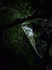 Lepilemur leucopus