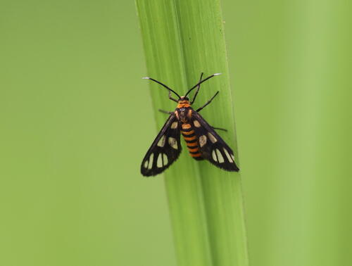 Hübner's Wasp Moth photo 5