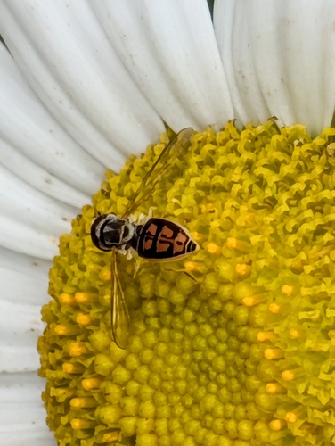 Unknown species found near South Windsor, CT, USA