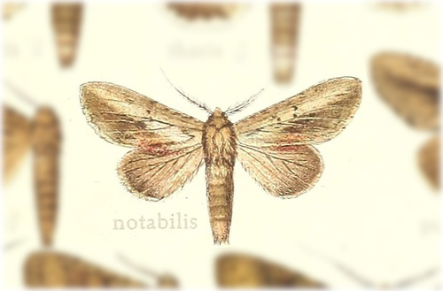 Malocampa notabilis