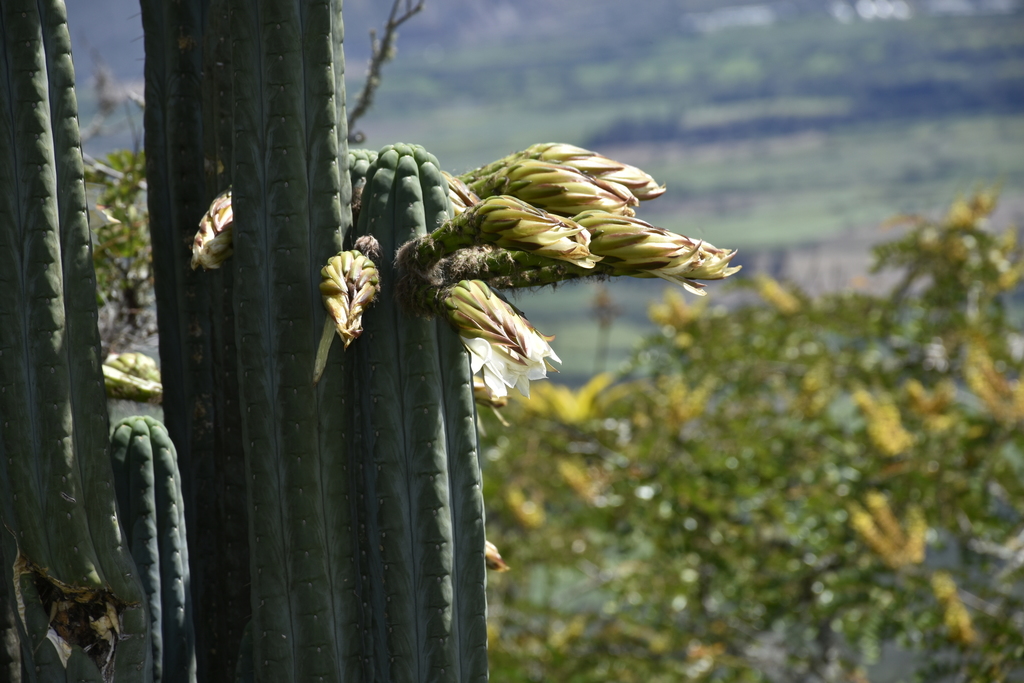 San Pedro Column Cactus (Variety Trichocereus macrogonus pachanoi)   iNaturalist