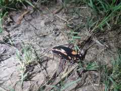 Phrynomantis bifasciatus