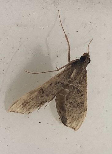 Omiodes localis observed 2025-10-15