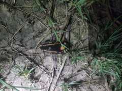 Phrynomantis bifasciatus