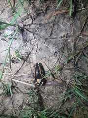 Phrynomantis bifasciatus