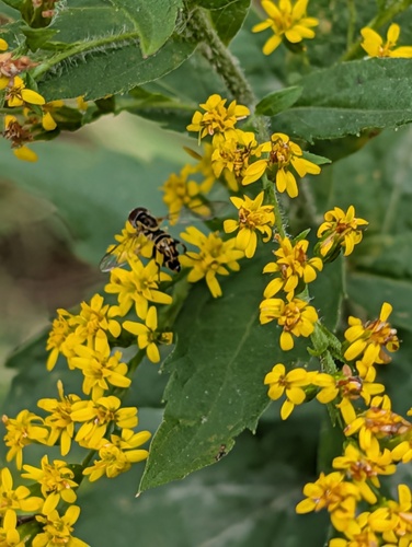 Unknown species found near South Windsor, CT, USA