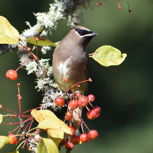Cedar Waxwing photographed in Oregon