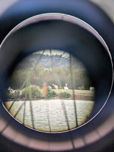 iNaturalist observation photo of American White Pelican