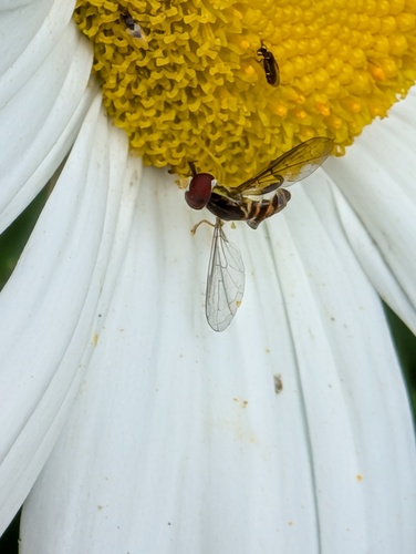Unknown species found near South Windsor, CT, USA