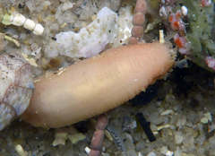 Leptosynapta albicans
