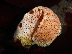 Liparis mucosus