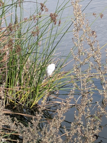 iNaturalist observation photo of Snowy Egret