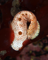 Liparis mucosus