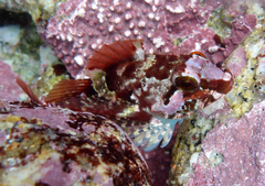 Oligocottus rubellio