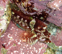 Oligocottus rubellio